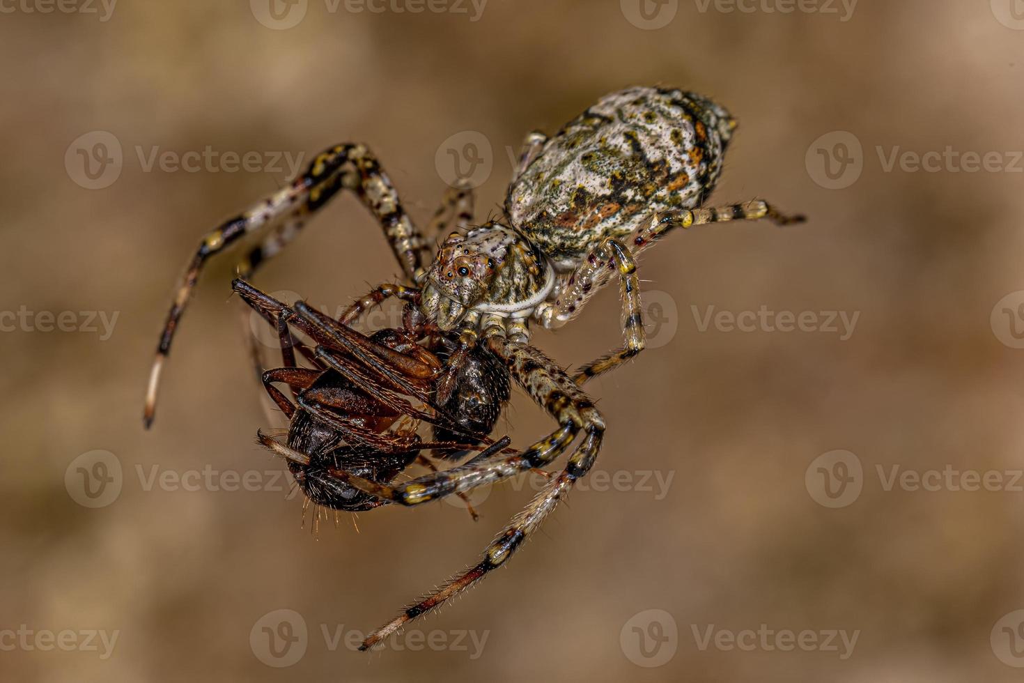 aranha-caranguejo fêmea adulta foto