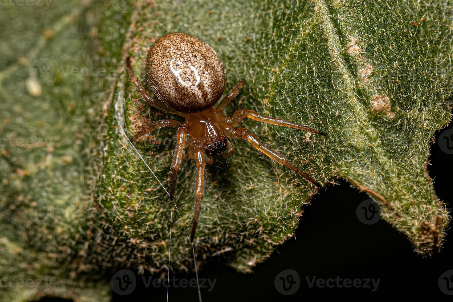 pequeno orbweaver clássico foto