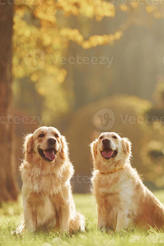 dois lindos cães golden retriever caminham juntos ao ar livre no parque foto