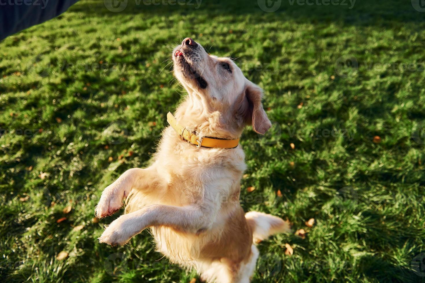 de pé nas pernas. lindo cachorro golden retriever dar um passeio ao ar livre no parque foto