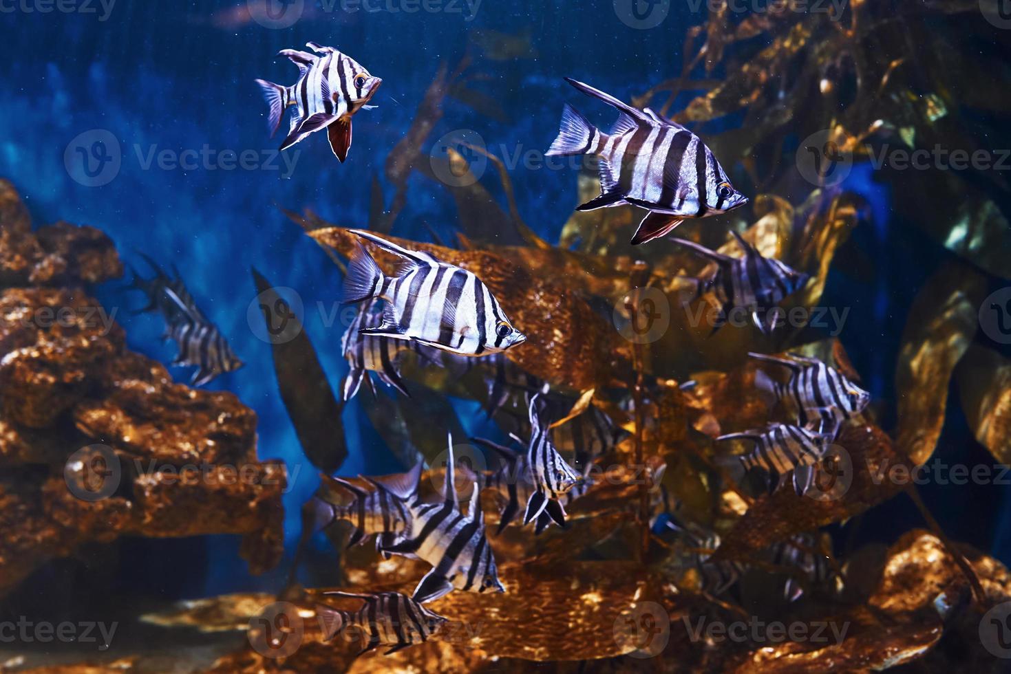 enoplosus armatus. subaquática close-up vista de peixes tropicais. vida no oceano foto