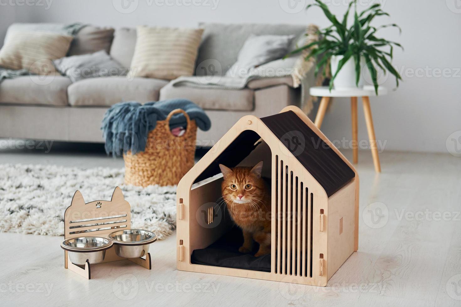 gato fofo está em cabine de estimação dentro de casa na moderna sala doméstica foto