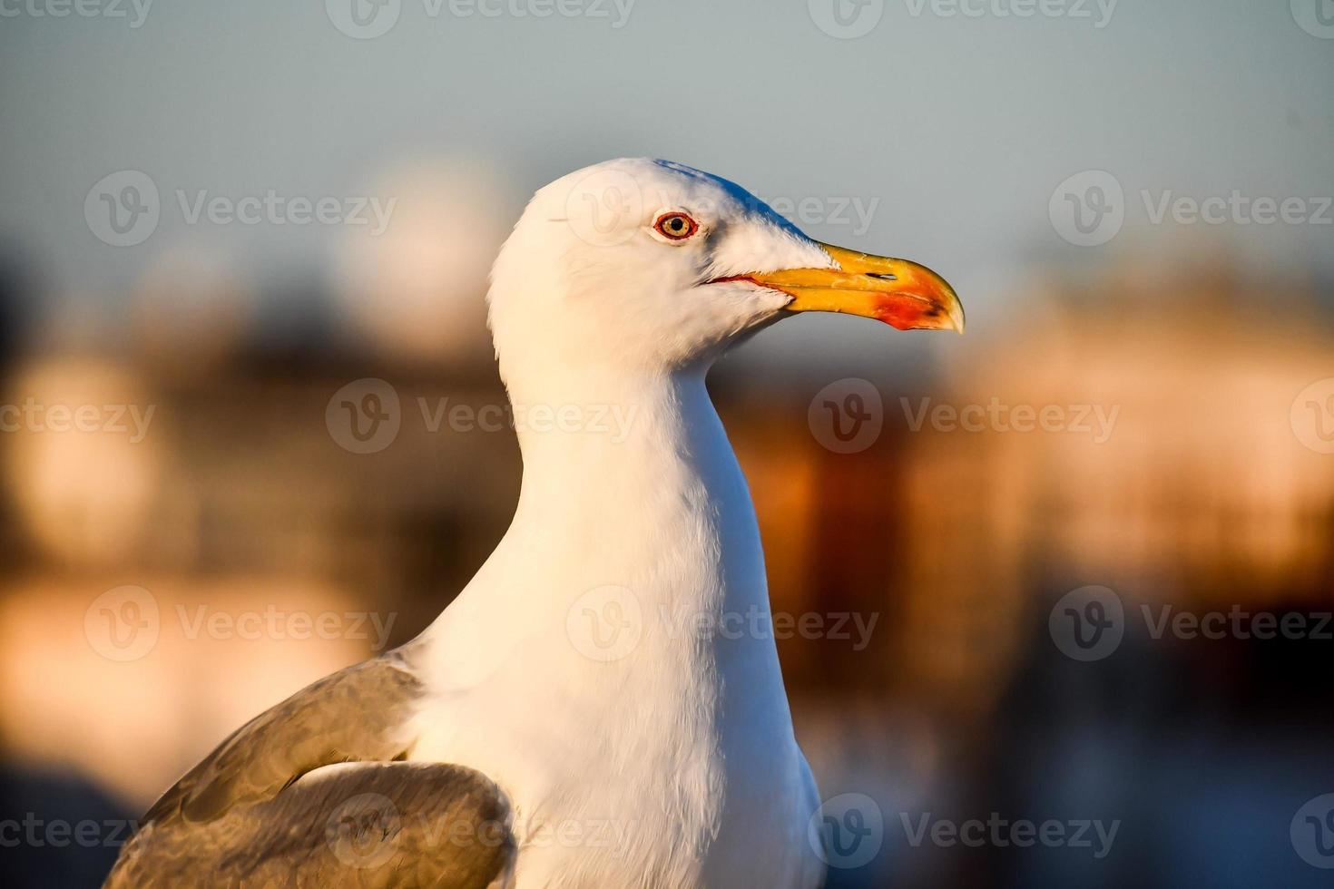 gaivota em marrocos foto