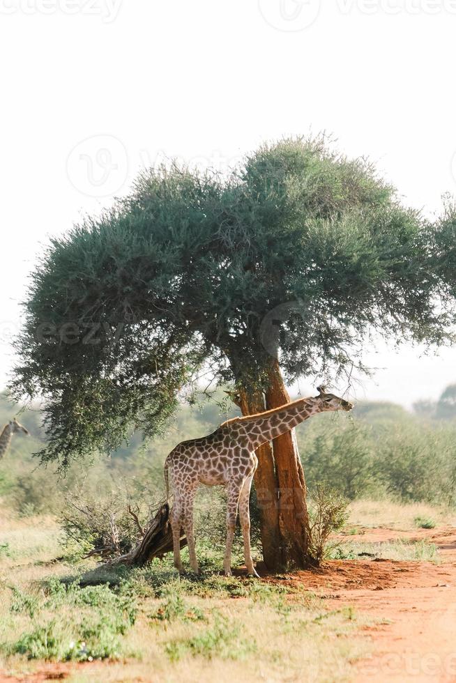 girafa pastando em uma árvore na áfrica do sul foto