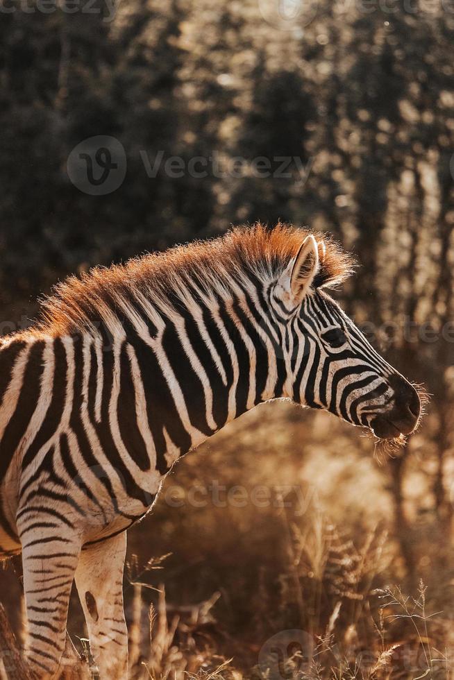 zebra africana, áfrica do sul foto