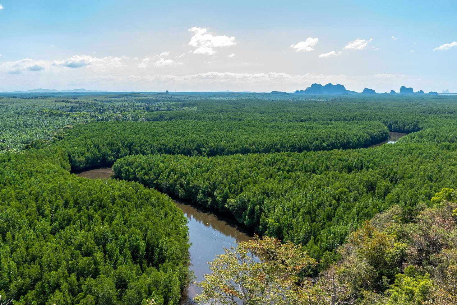 vista de alto ângulo da floresta de mangue sinuosa foto