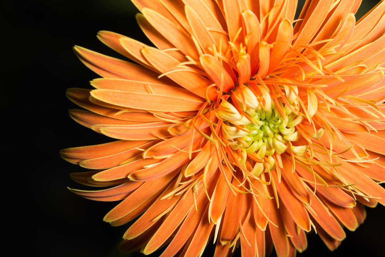 close-up de flor gérbera laranja foto