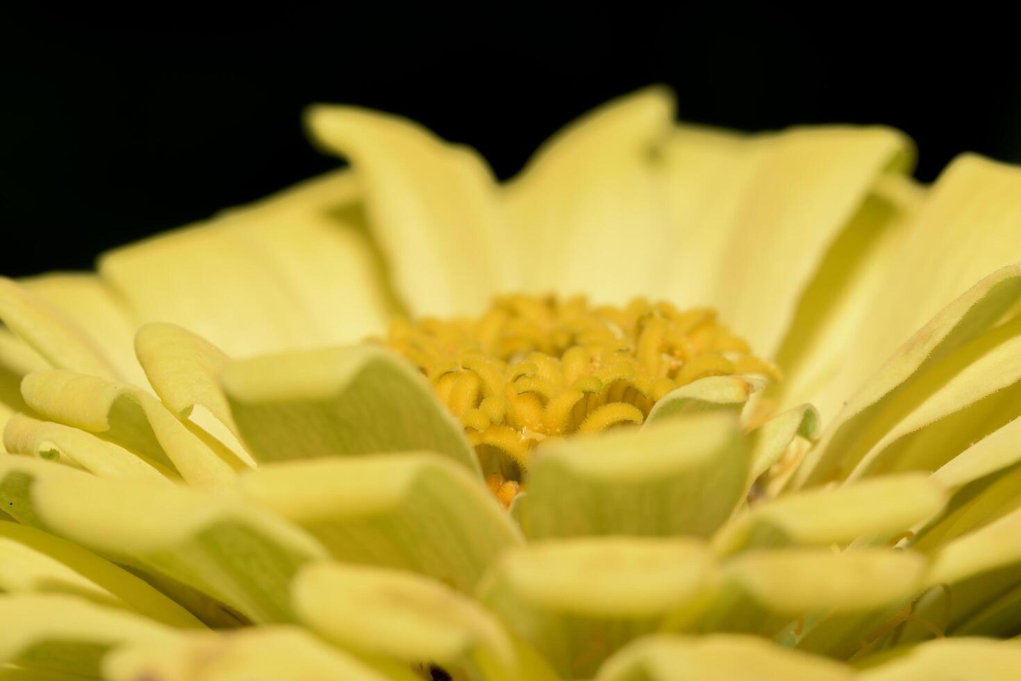 flor zínia, close-up foto