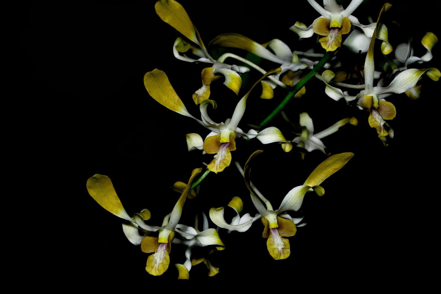flores de orquídea amarela foto