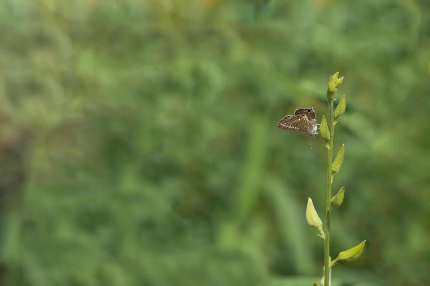 borboleta em uma flor de crotalária foto