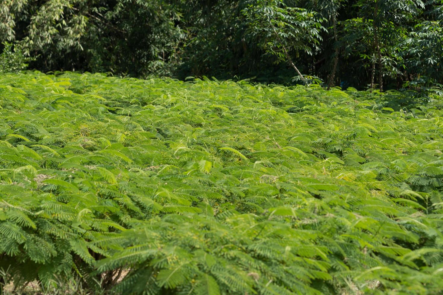 escalando fazenda de wattle foto