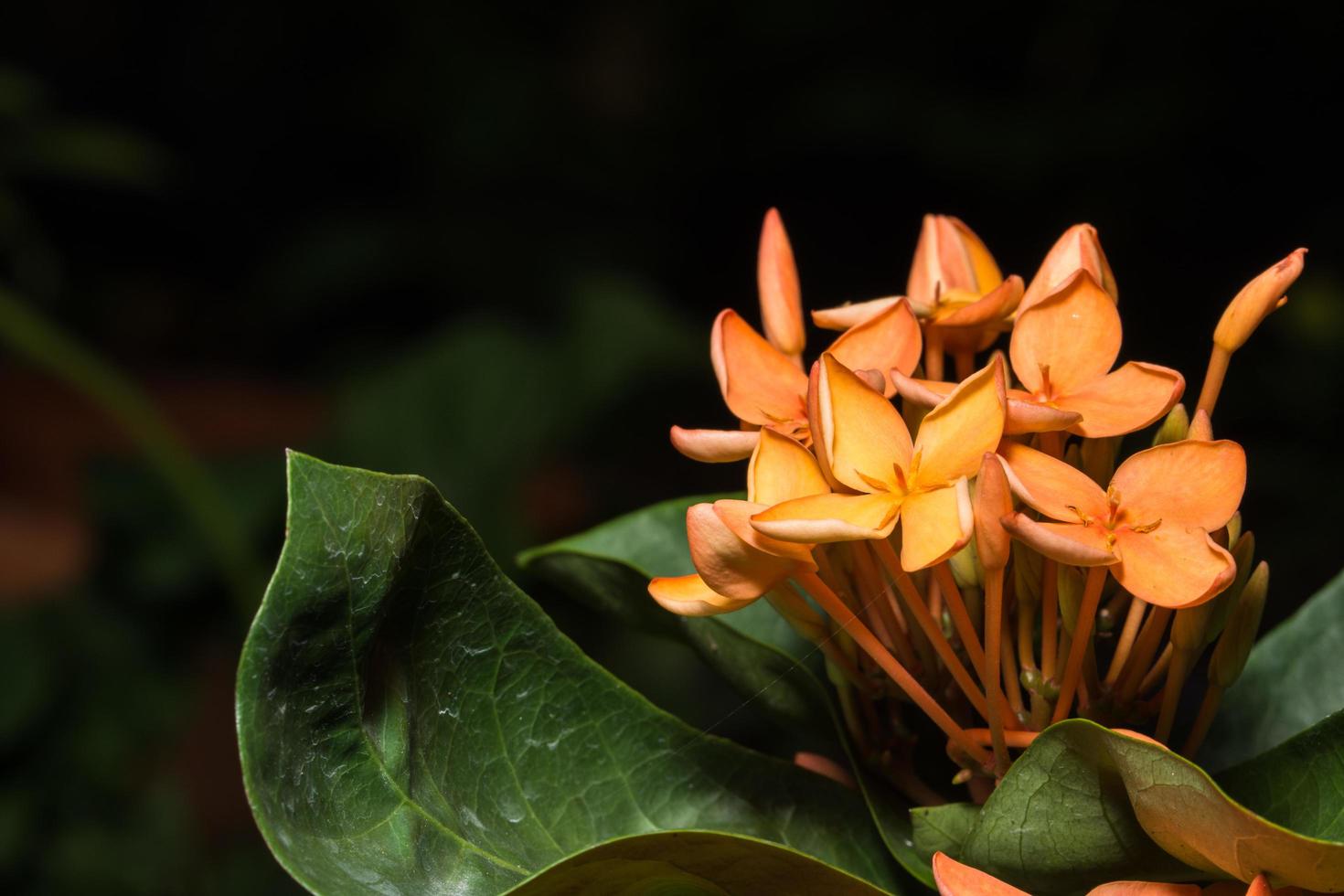 close-up de flor ixora foto