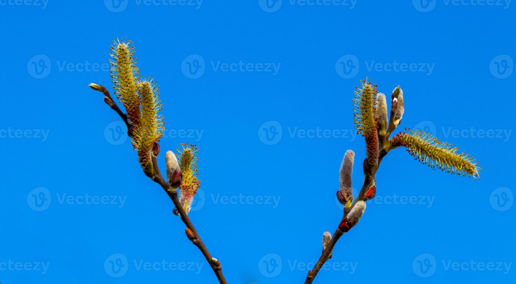 salix caprea pendula salgueiro amarelo e vermelho em flor foto