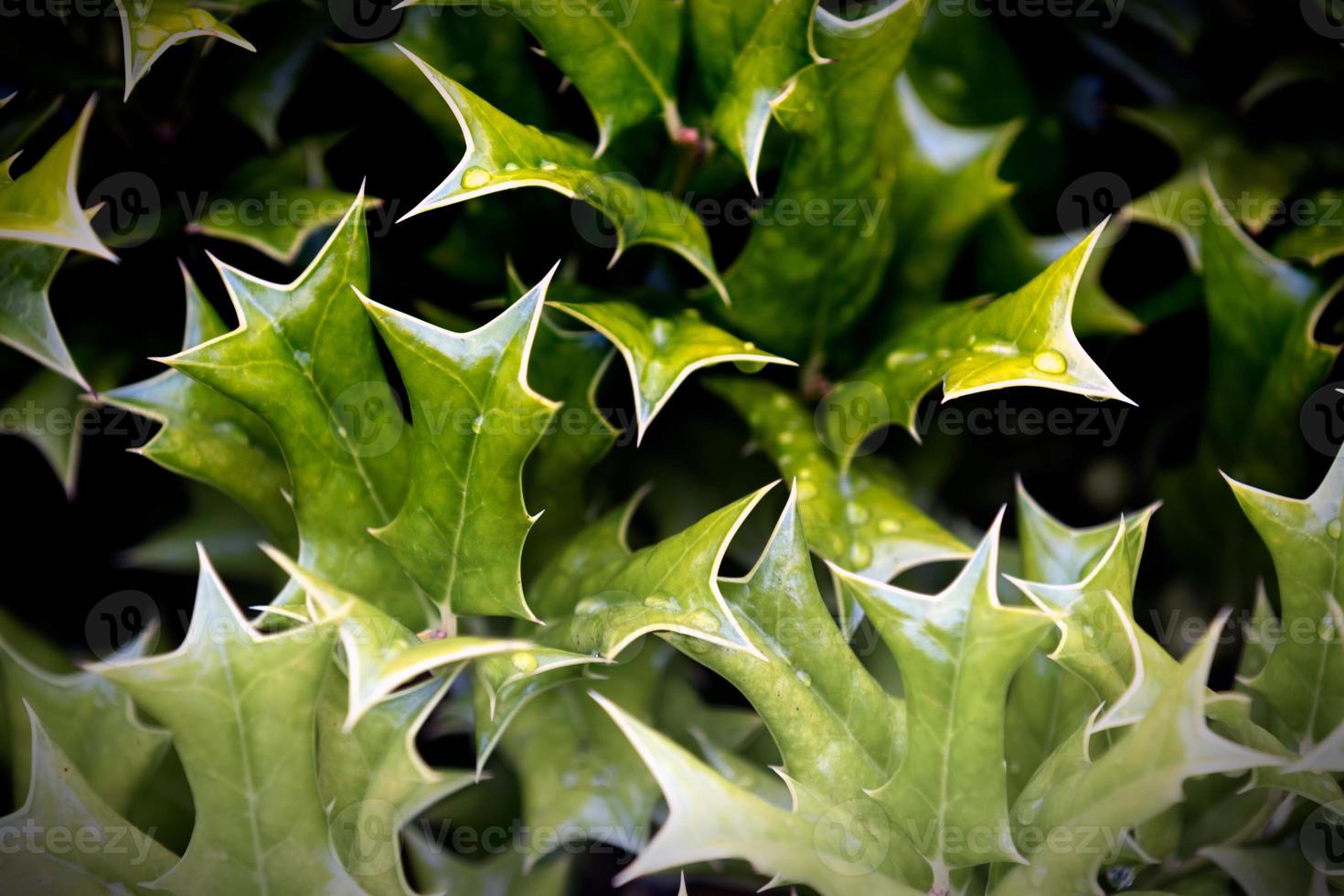 feche as folhas de azevinho agrupadas foto