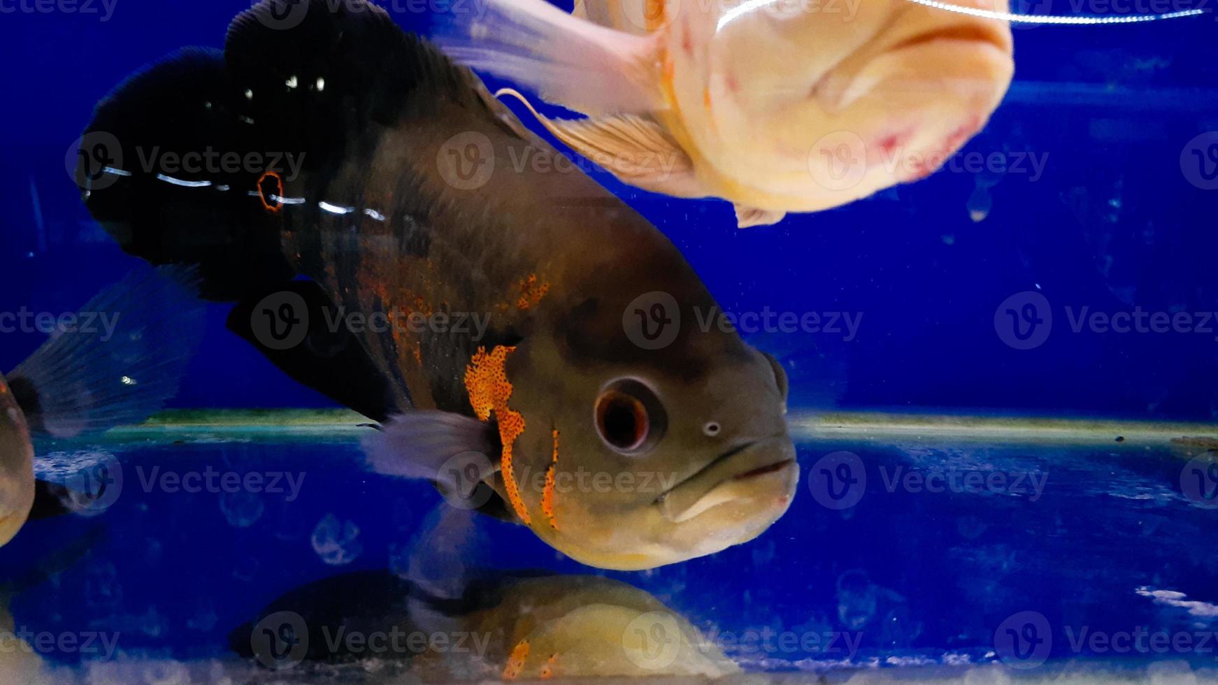 peixes de aquário. astronotus é um gênero de peixe da família ciclídeos. existem duas espécies neste gênero, ambas encontradas na américa do sul. foto