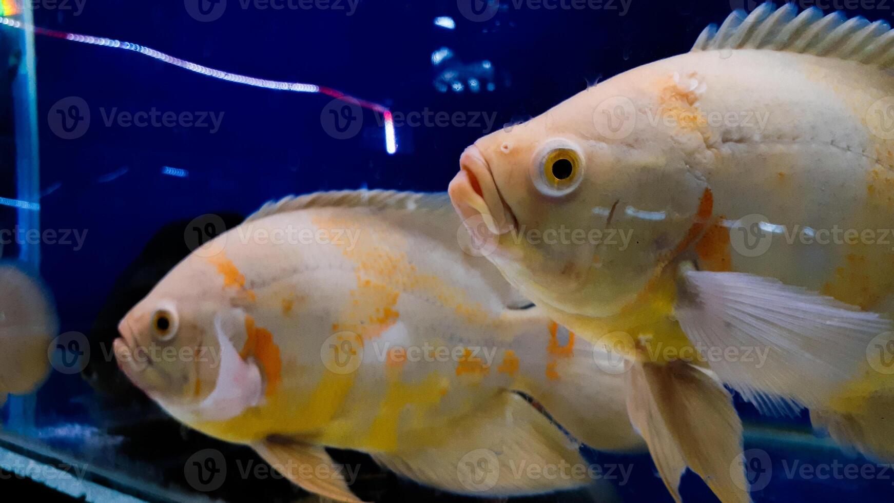 peixes de aquário. astronotus é um gênero de peixe da família ciclídeos. existem duas espécies neste gênero, ambas encontradas na américa do sul. foto