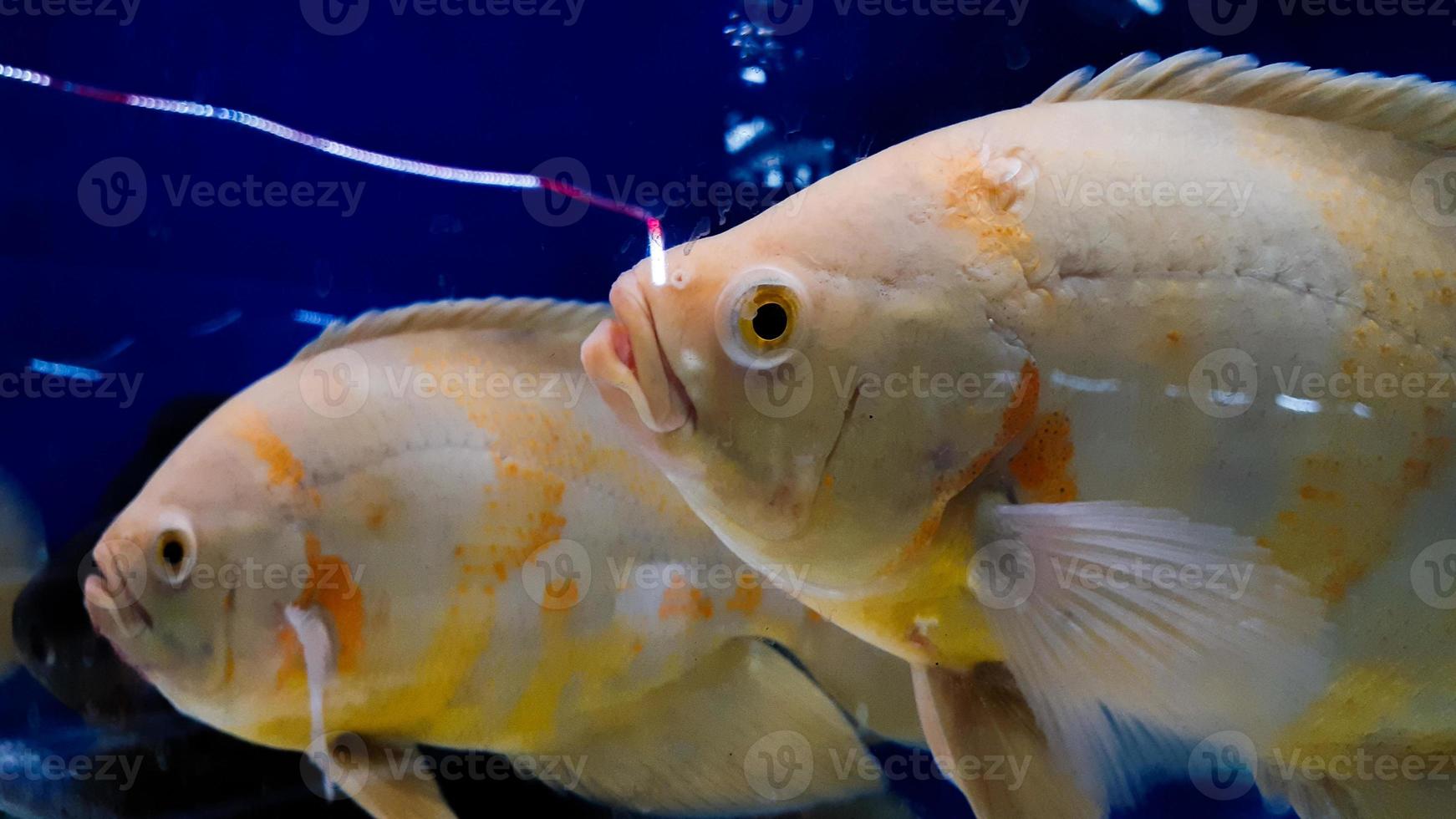 peixes de aquário. astronotus é um gênero de peixe da família ciclídeos. existem duas espécies neste gênero, ambas encontradas na américa do sul. foto