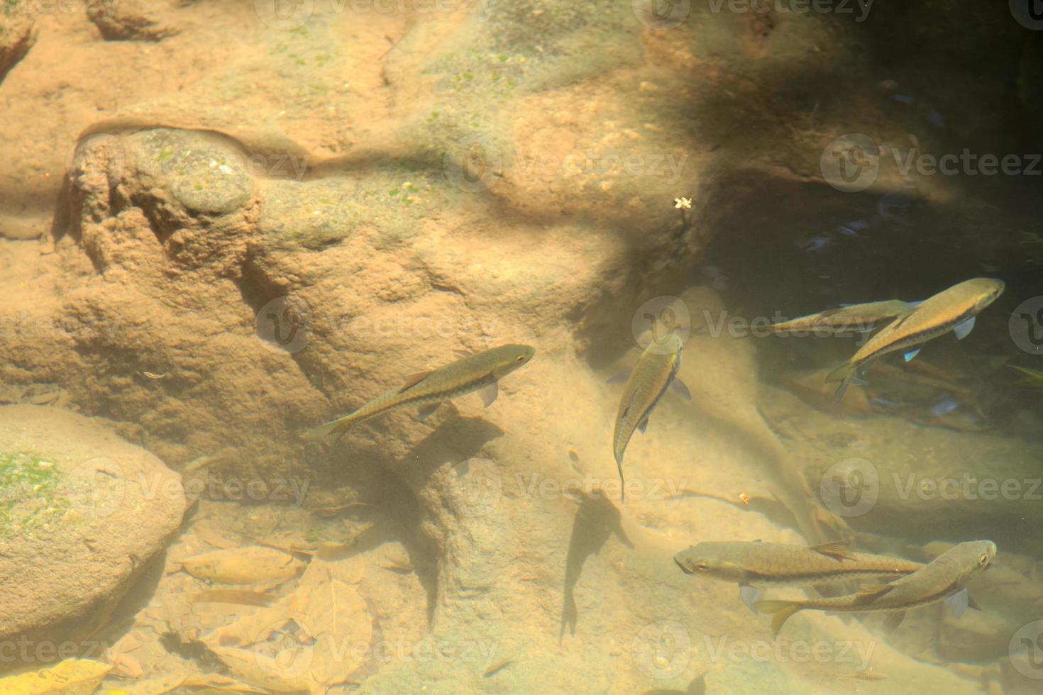 peixes de antimônio que vivem em cachoeiras em natureza linda e águas claras que muitos peixes podem ser vistos. a água é clara e fresca, própria para o turismo natural. foto