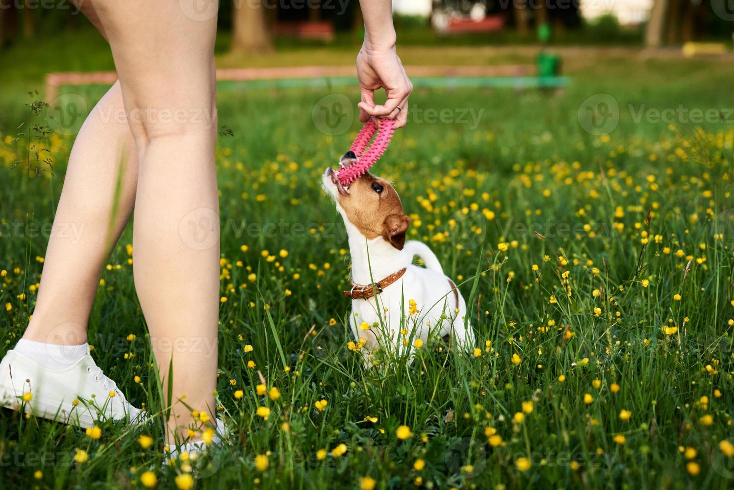 proprietário brinca com cachorro jack russell terrier no parque foto