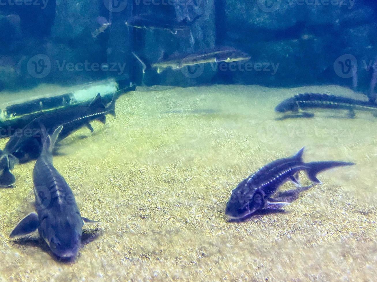 observação da vida dos peixes no aquário. pequenos peixes pretos nadam no fundo com areia e pedras. um par de peixes incomuns e exóticos foto