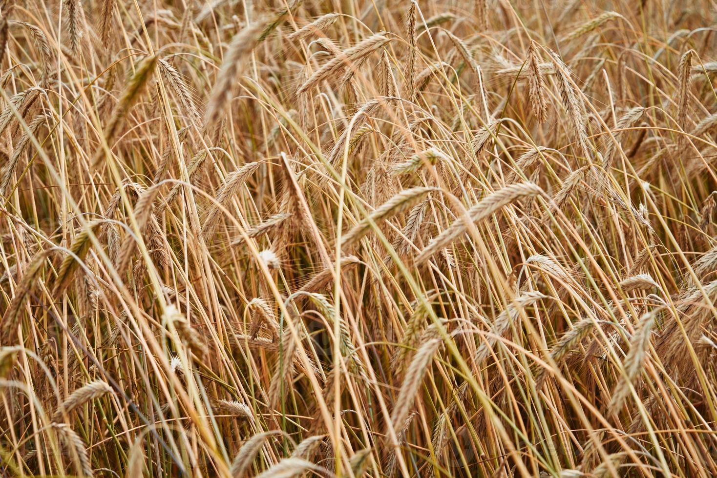 orelhas de centeio de perto. campo de centeio em um dia de verão. conceito de colheita foto