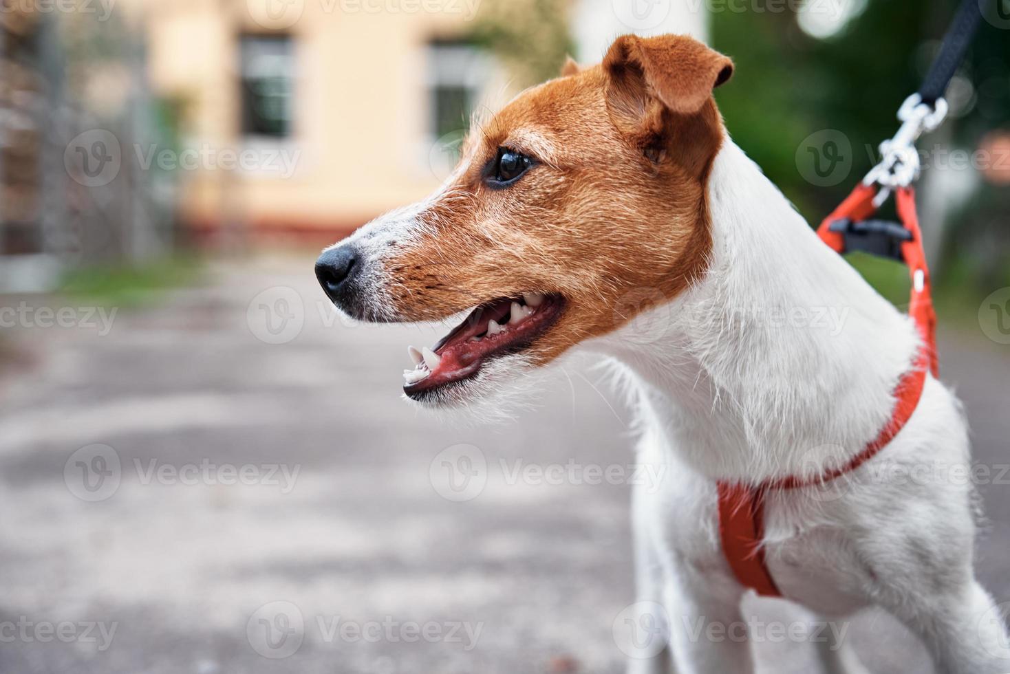 retrato de cachorro. jack russel terrier caminhada ao ar livre foto