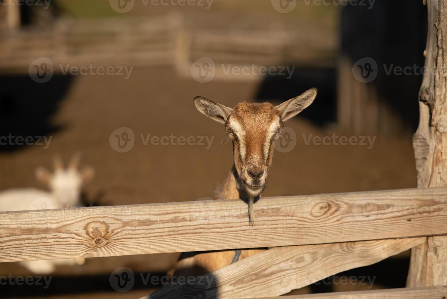 cabra curiosa em curral de madeira olhando para a câmera foto