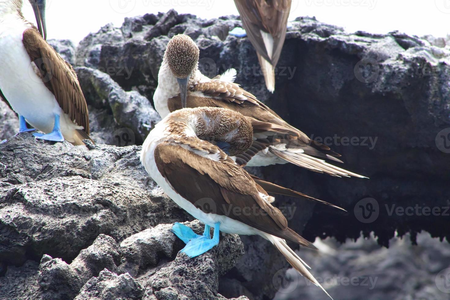 atobás de pés azuis nas ilhas galápagos foto