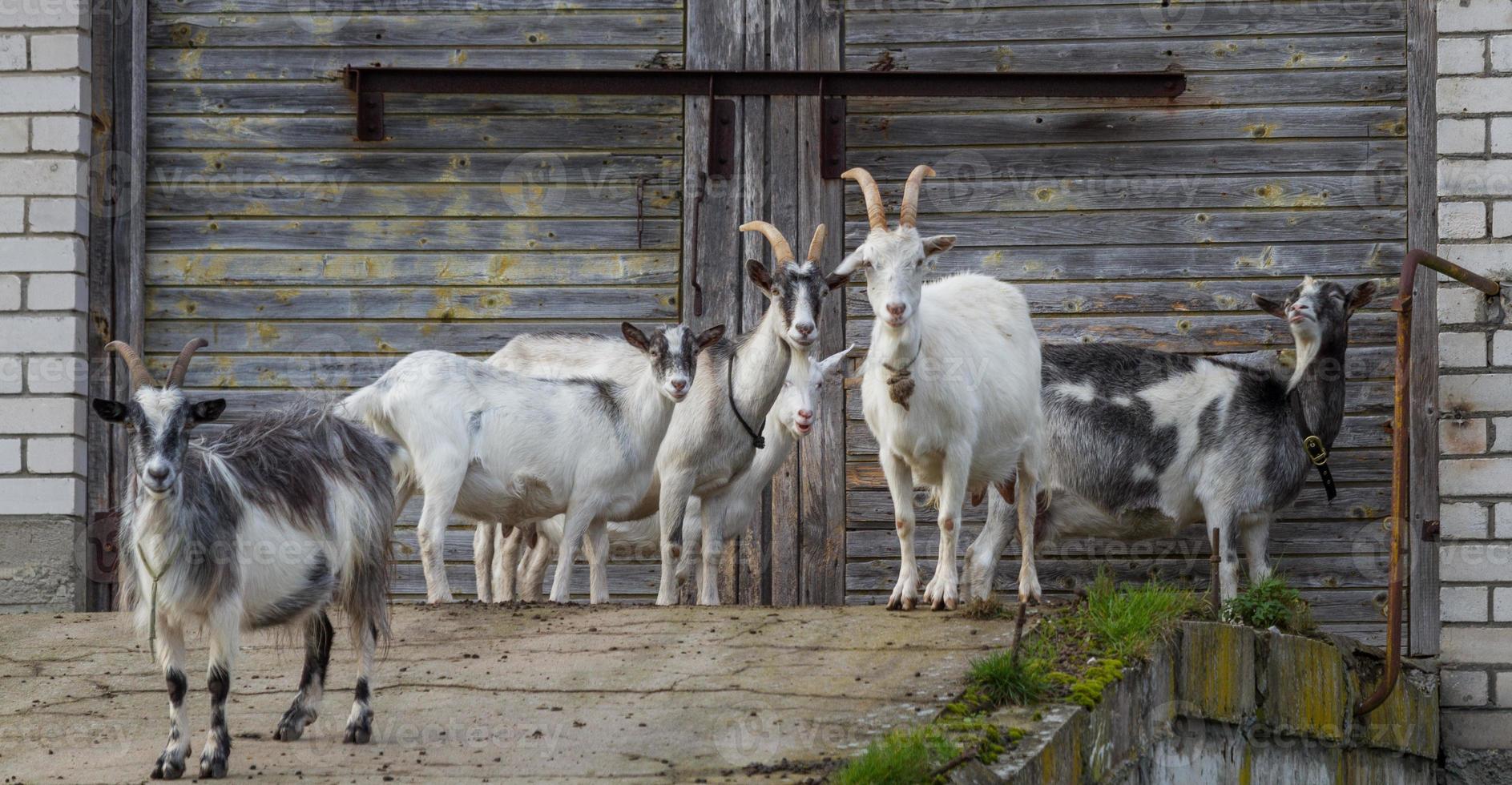 cabras pastando ao ar livre foto