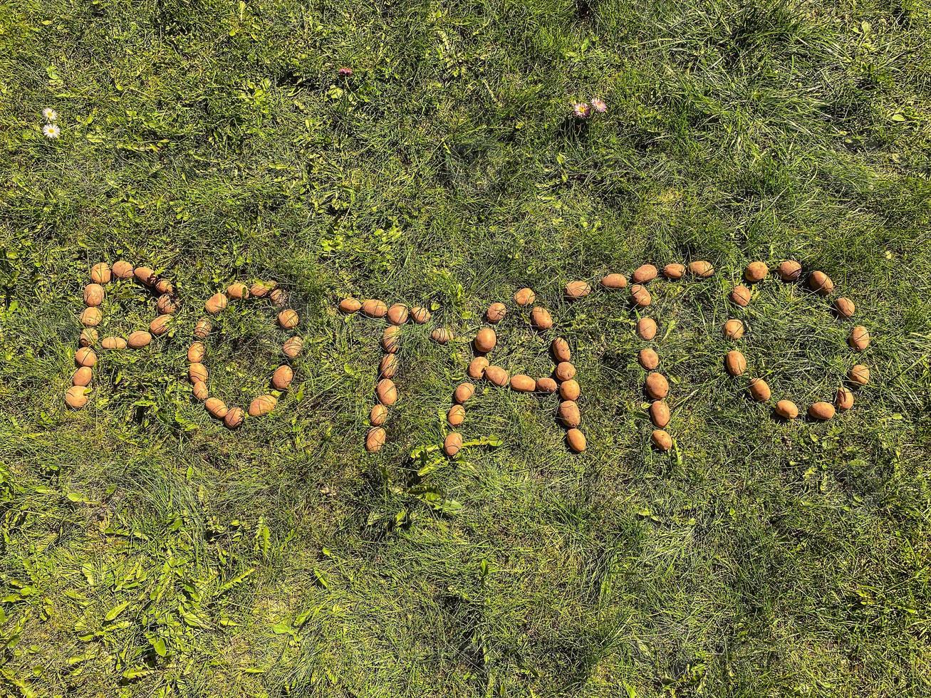 a palavra batata é colocada na grama verde das batatas. batatas no chão, cartas de batatas. produtos ecológicos agrícolas, produtos alimentares veganos. alimento vitamínico foto