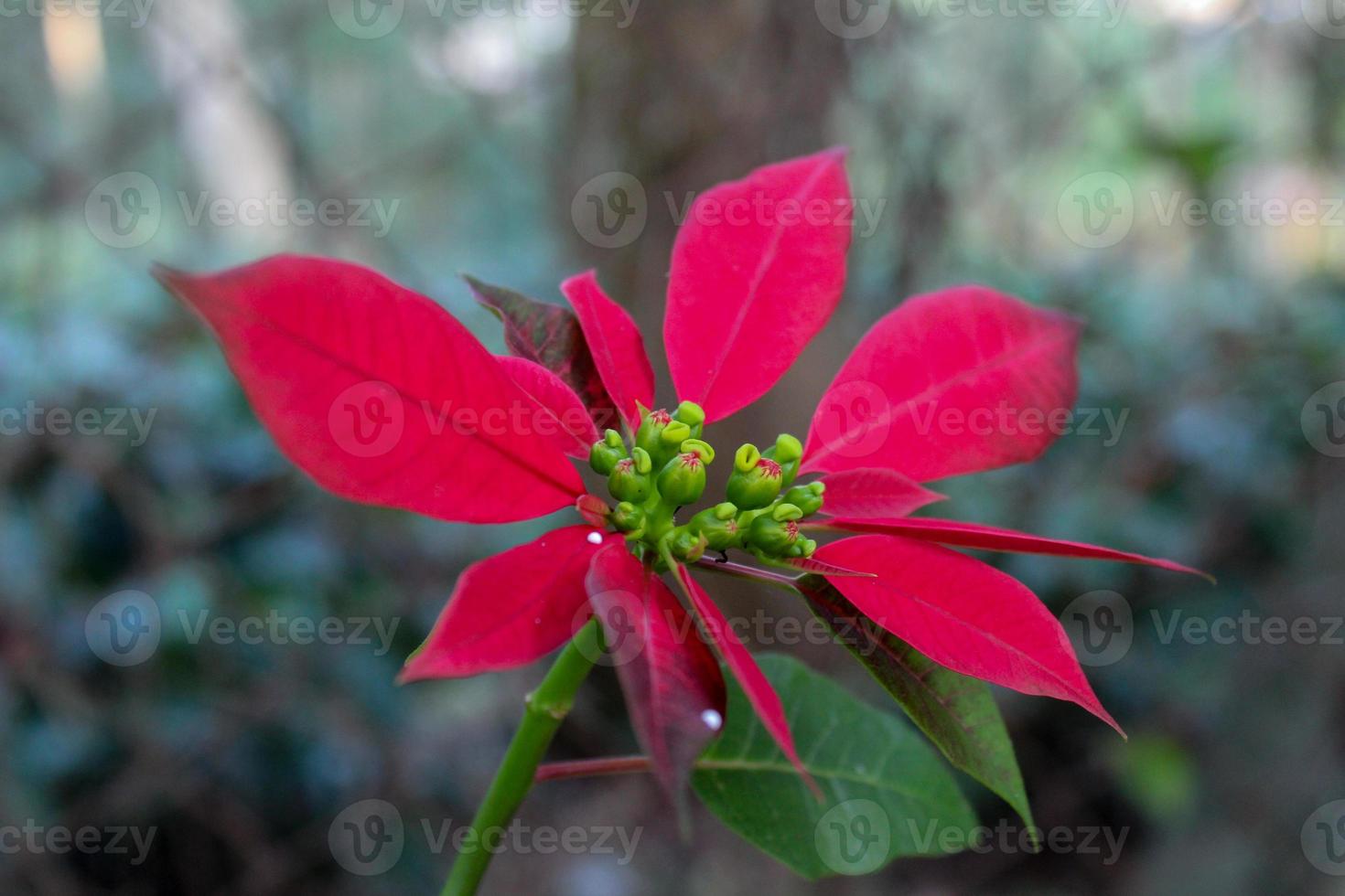 planta de folhas vermelhas foto