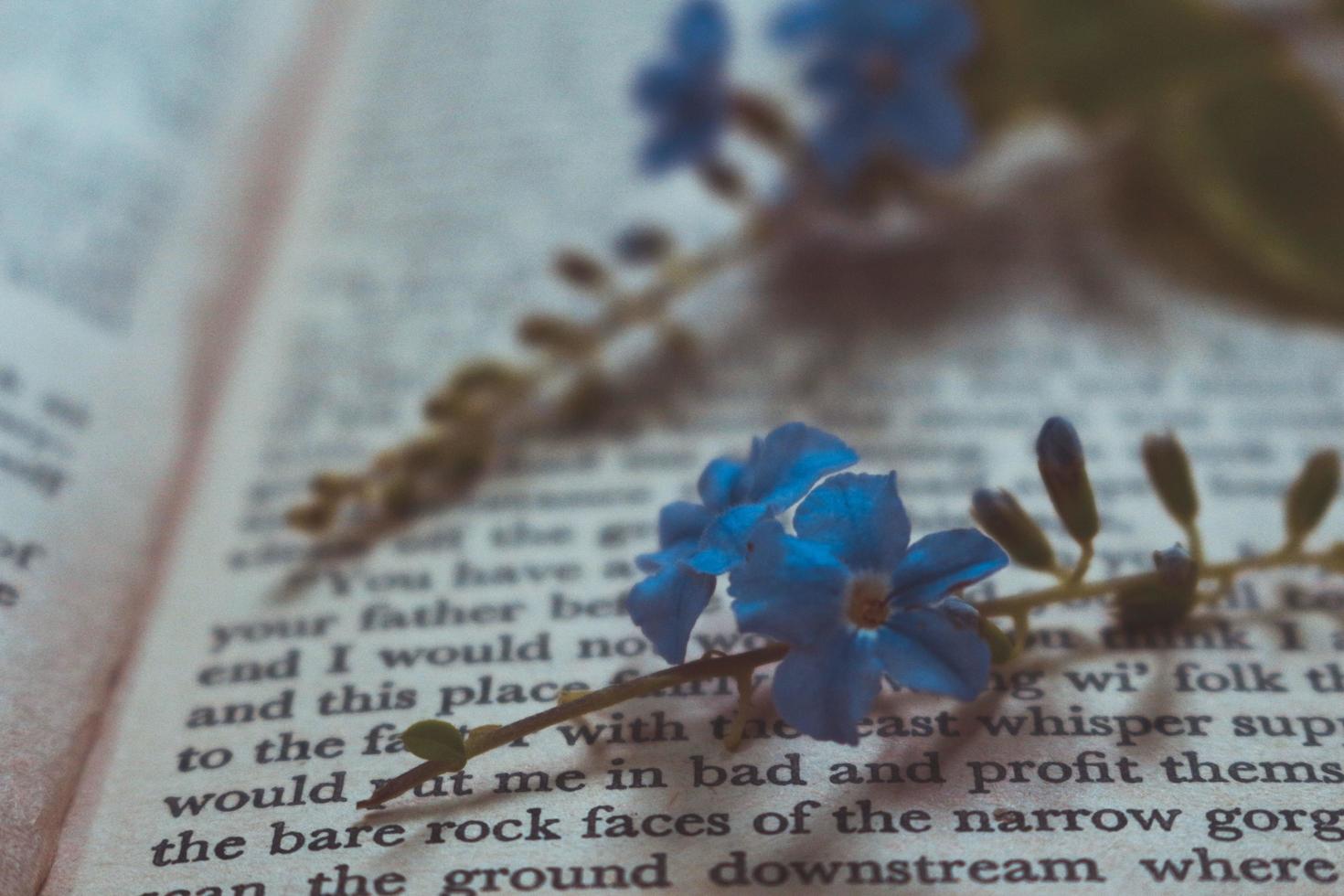 pequenas flores roxas no velho livro vintage foto