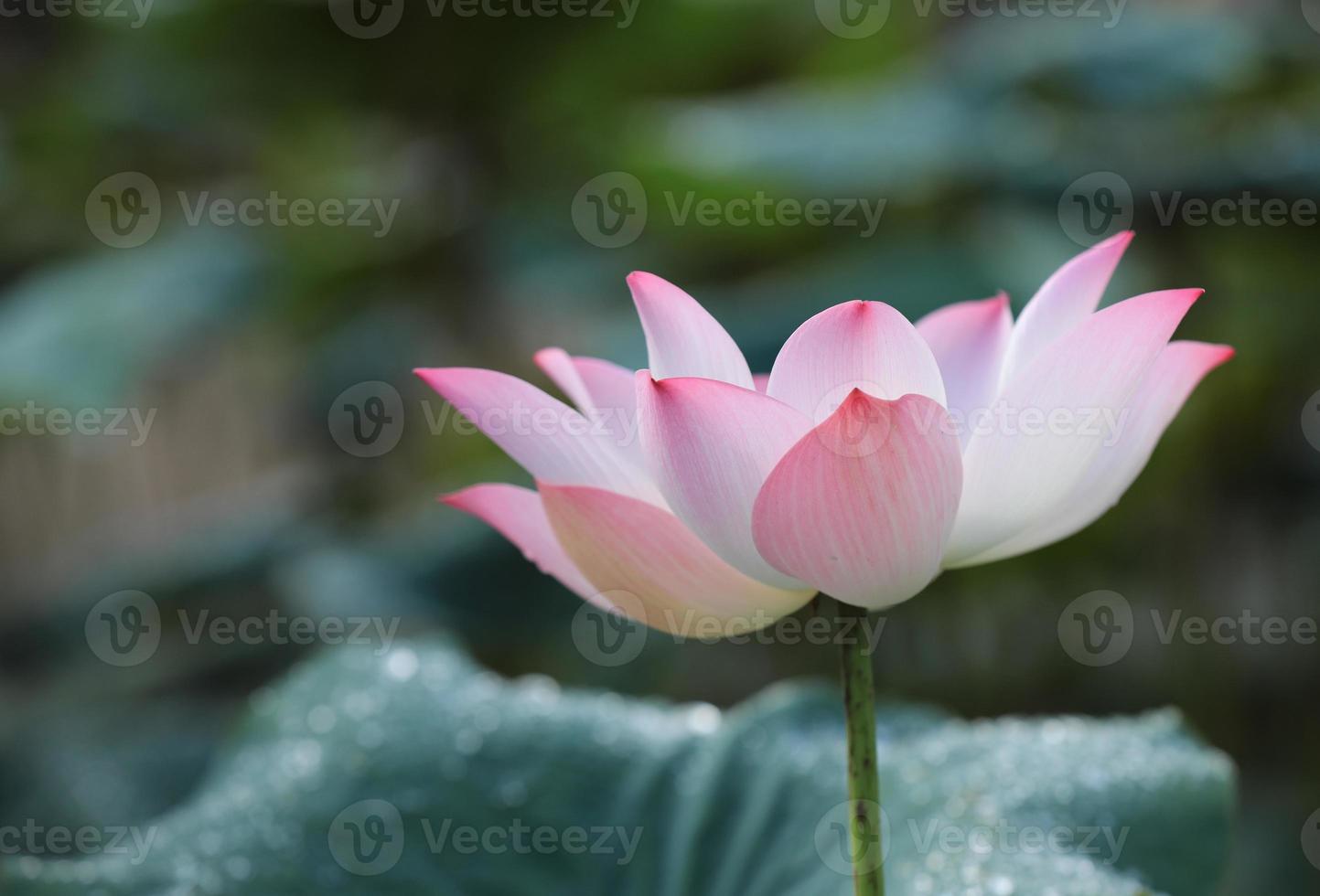 flor de lótus rosa com folhas verdes como pano de fundo foto