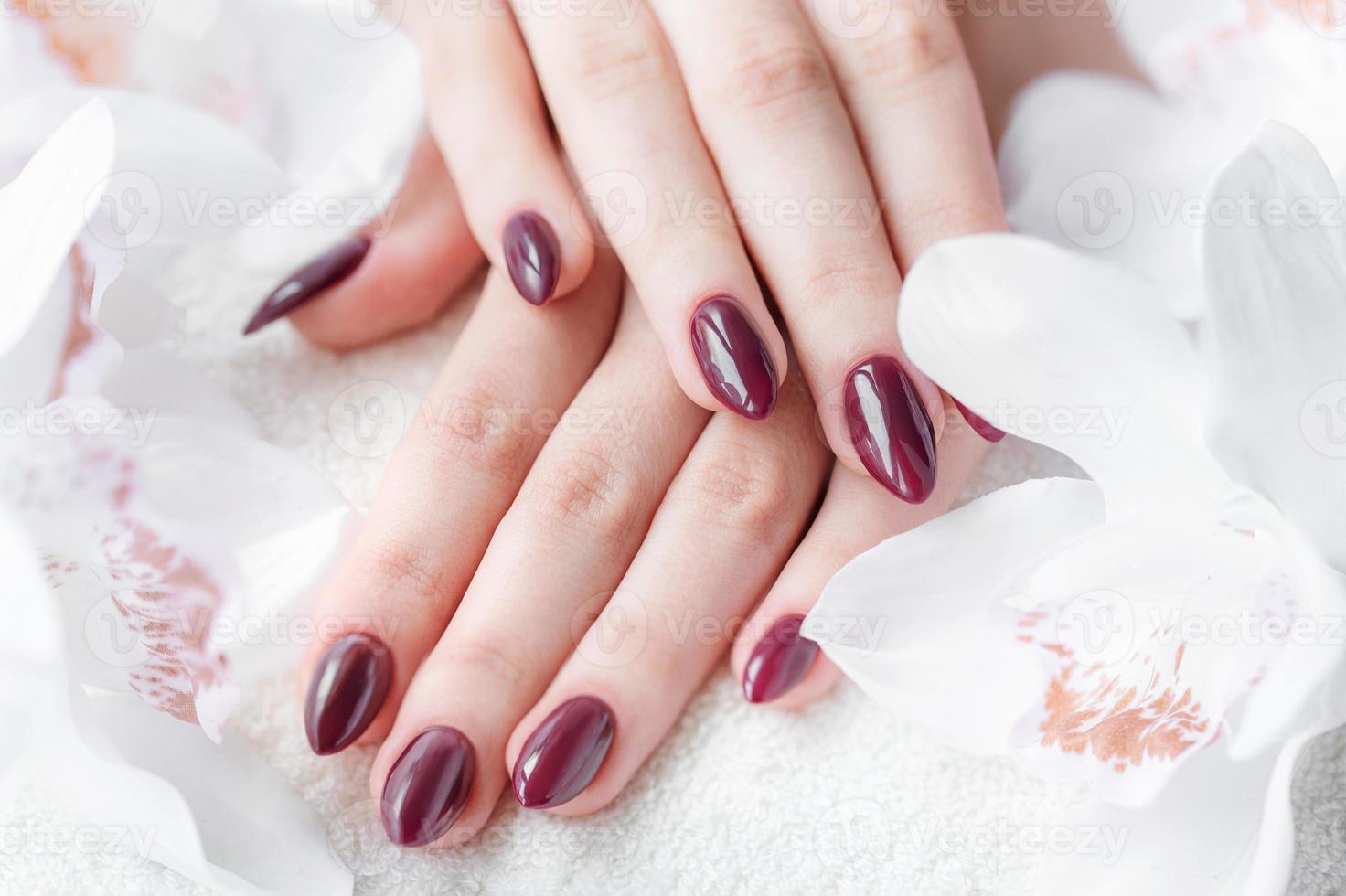 mãos de uma jovem com manicure vermelho escuro nas unhas foto