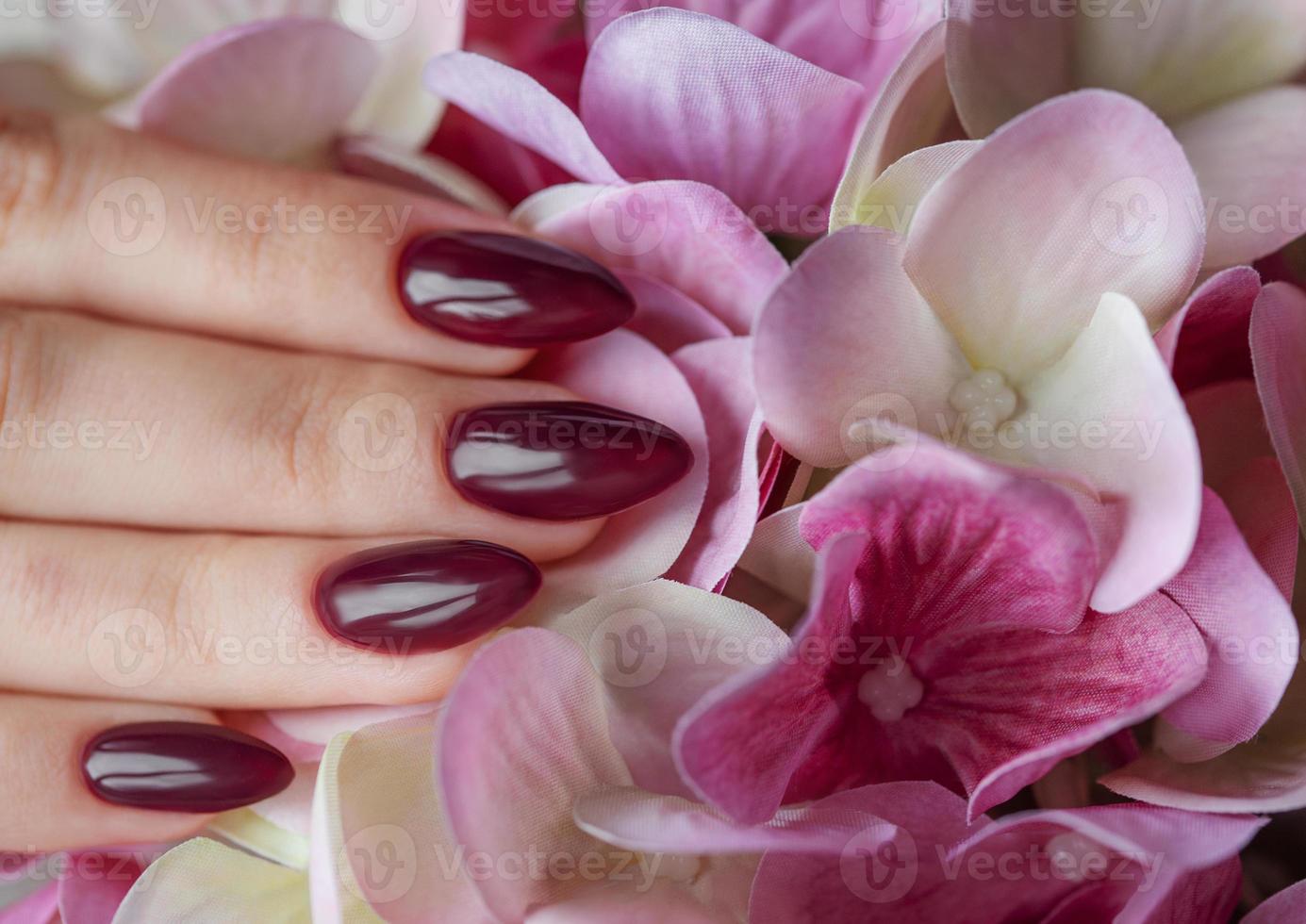 mãos de uma jovem com manicure vermelho escuro nas unhas foto