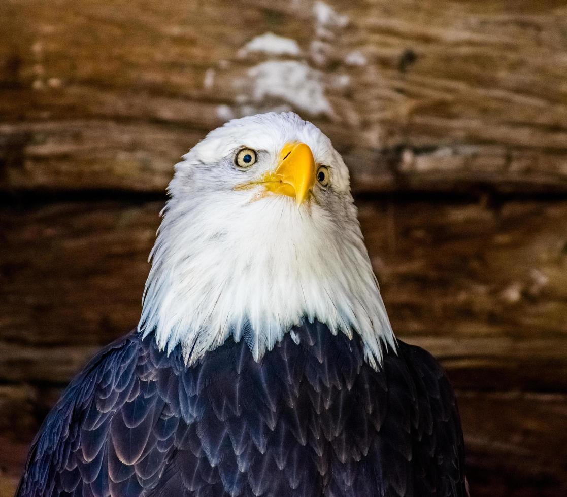 olhar perplexo para uma águia em uma gaiola em um zoológico em Wisconsin foto