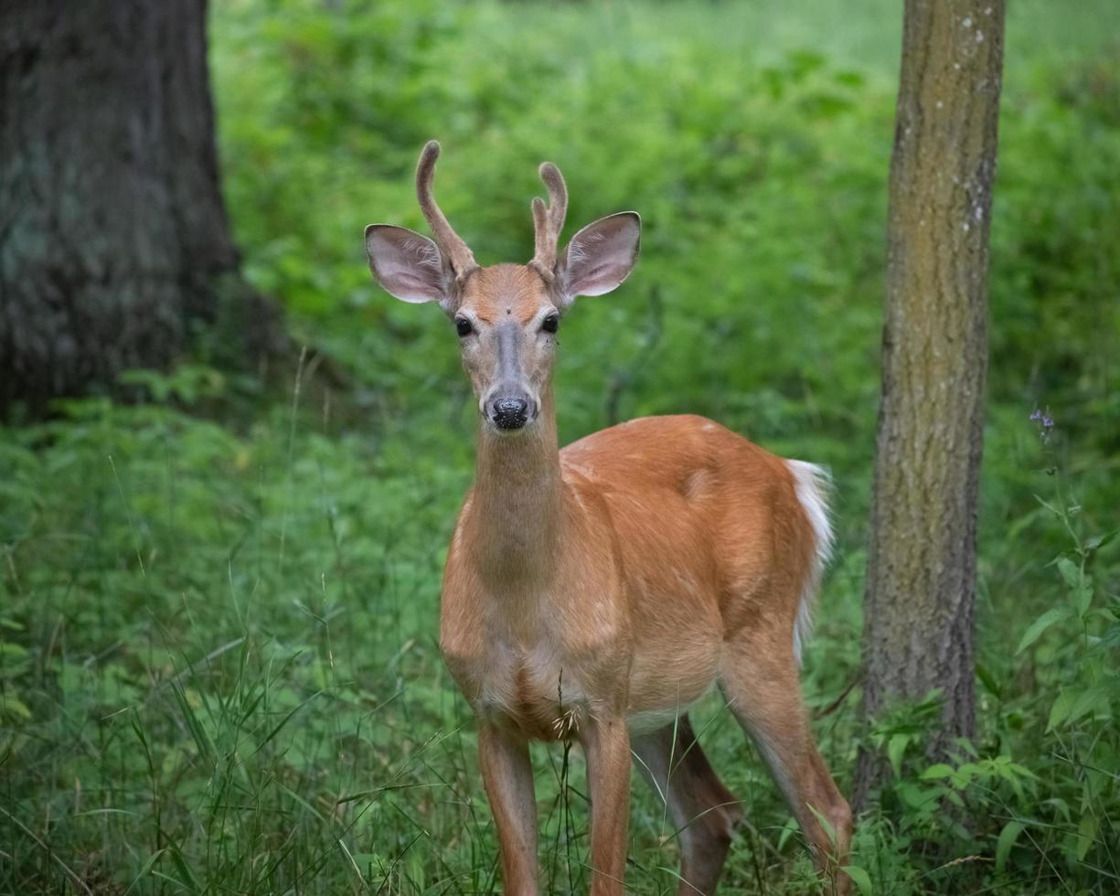 jovem fanfarrão com chifres de veludo na floresta foto