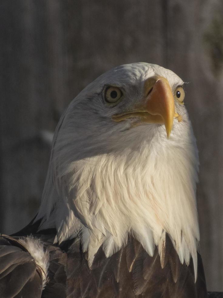 closeup de águia careca em um zoológico foto