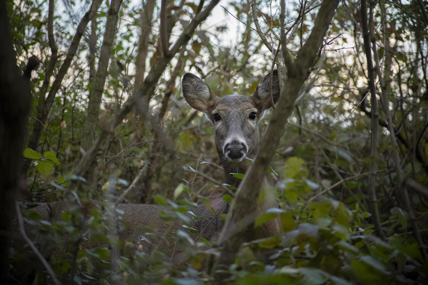 corça em pincel alto foto