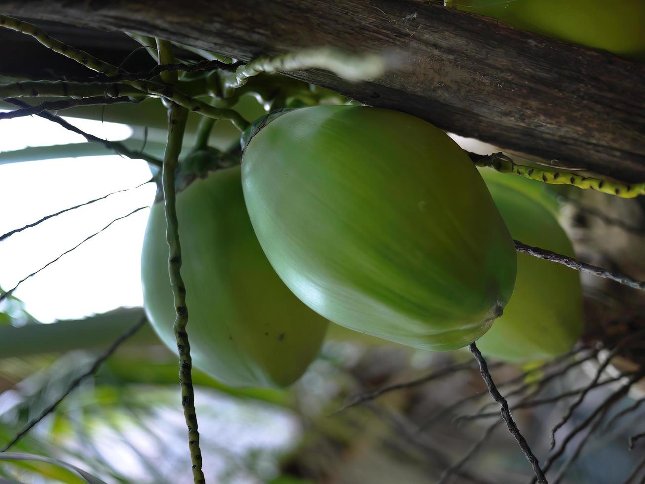 vista de ângulo baixo de cocos verdes com cachos na árvore, coqueiro no fundo do céu foto