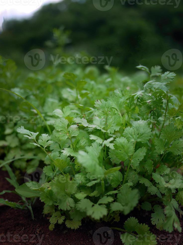 fundo de campo de coentro verde. feche as folhas de coentro de coentro em crescimento fresco na horta foto