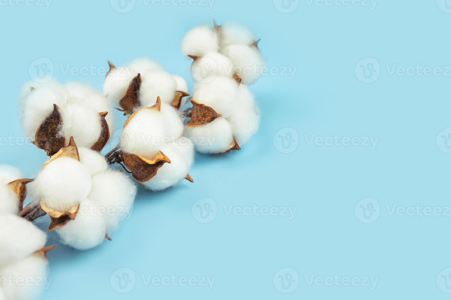 ramo de flores de algodão em fundo azul com espaço de cópia foto