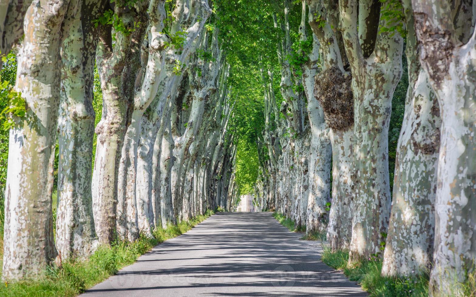 beco com velhos carvalhos e velha estrada no sul da frança. idílica estrada ensolarada na zona rural foto