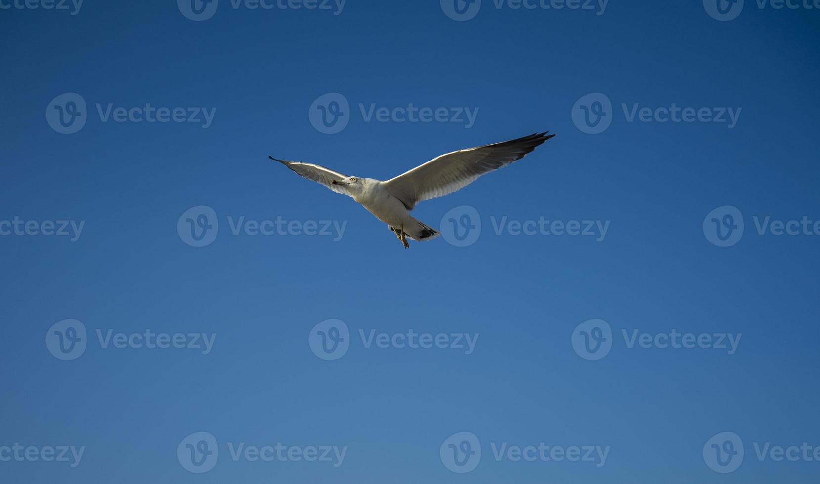 gaivotas na ilha wolmido, incheon, coreia foto