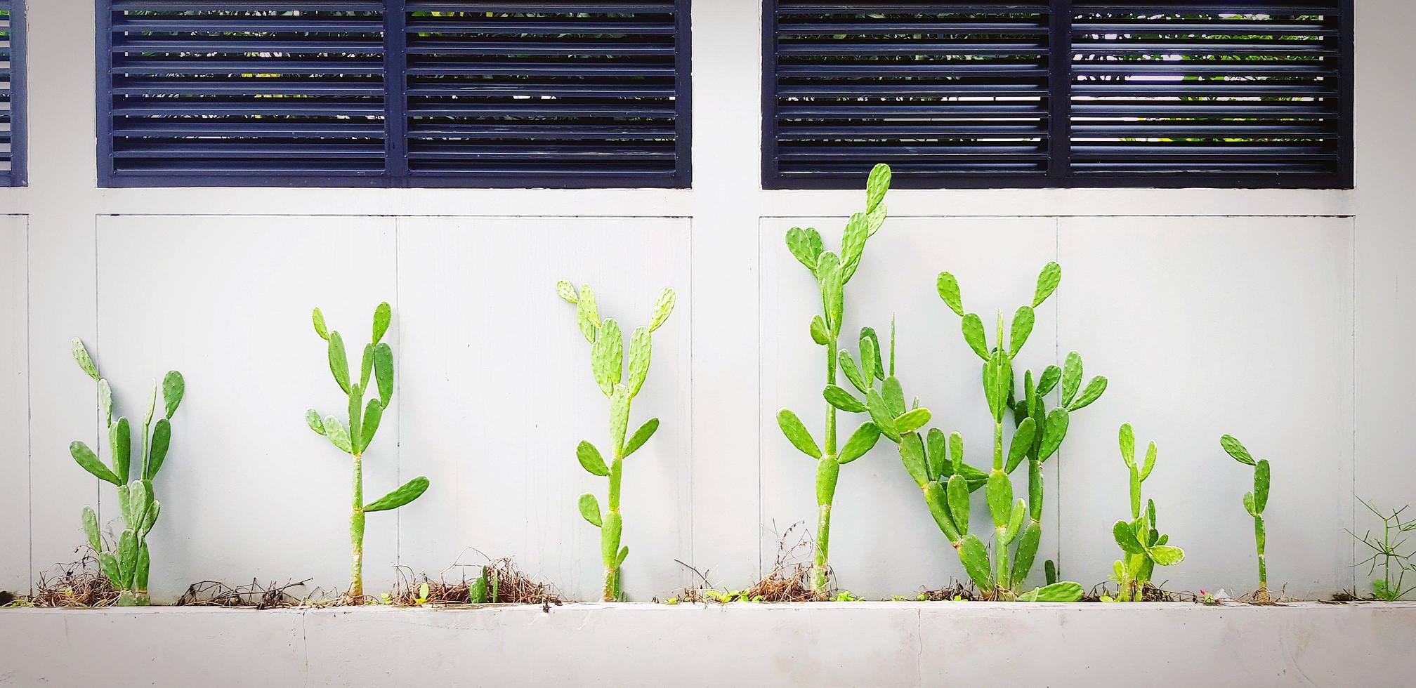 cacto verde cresce com parede de concreto cinza. árvore ou planta em papel de parede cinza ou plano de fundo. deserto ou crescimento de plantas tropicais. foto