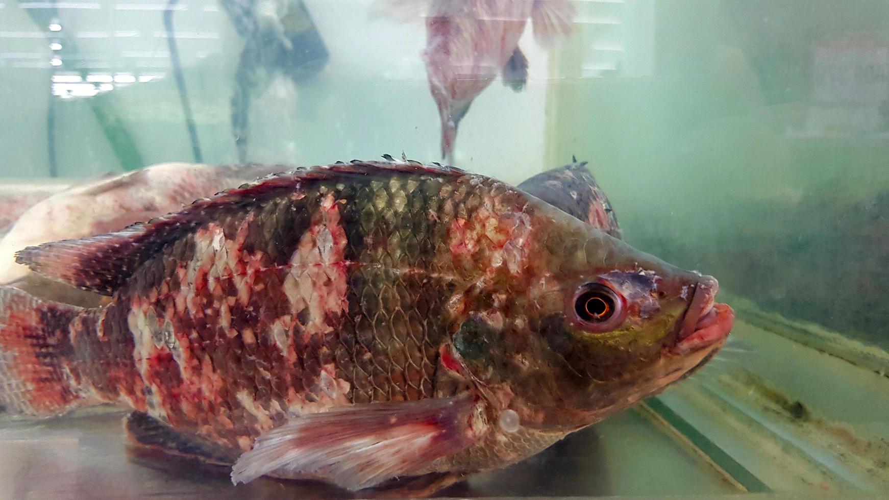 feche a tilápia com muitas feridas, lesões no corpo em armário de vidro para venda no mercado de peixes ou supermercado. grupo de animais, vida saudável e vida marinha. foto