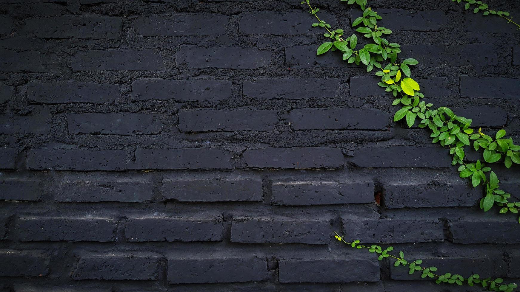 videira verde, planta rasteira no fundo da parede de tijolo preto com espaço de cópia. folhas no papel de parede pintado. estrutura e beleza no conceito de natureza. foto