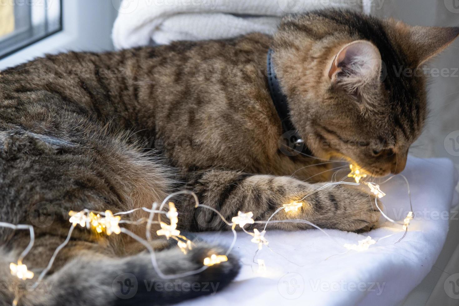 o gato está roendo os fios da guirlanda led. vandalismo de um animal de estimação, sabotagem, danos à decoração. perigo para o animal, choque elétrico. natal, ano novo. foto