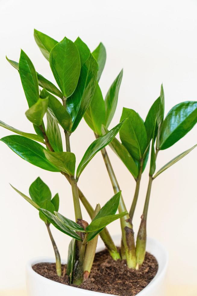 planta em vaso caseira em um fundo branco e amarelo foto