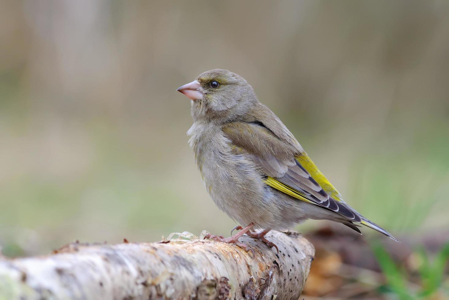 fêmea verdilhão europeu chloris chloris sentado em um estoque de bétula velho com luz doce no início da primavera foto